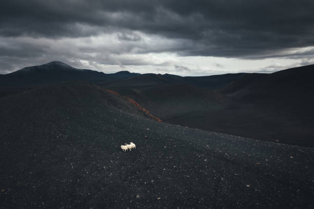 Group of Icelandic sheep on black volcanic crater In Landmannalaugar area in Iceland.