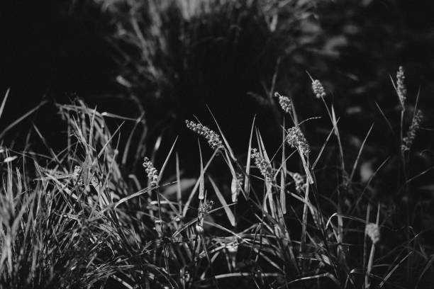 istock beautiful nature close up 2060784492
