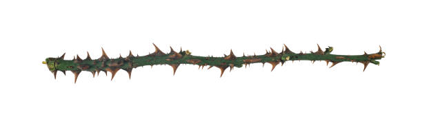 istock Dry rose branch. Branch with thorns isolated on a white background. 2060785555