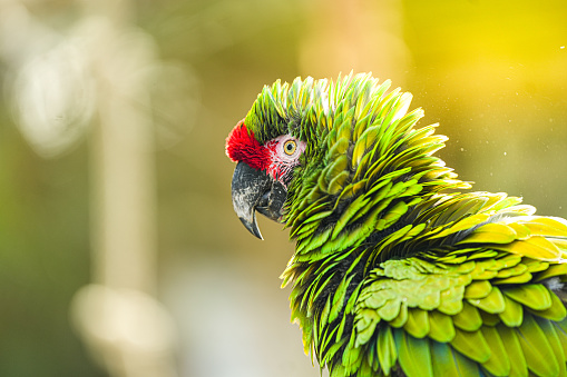 Black-headed parrot, Pionites melanocephalus, Venezuela