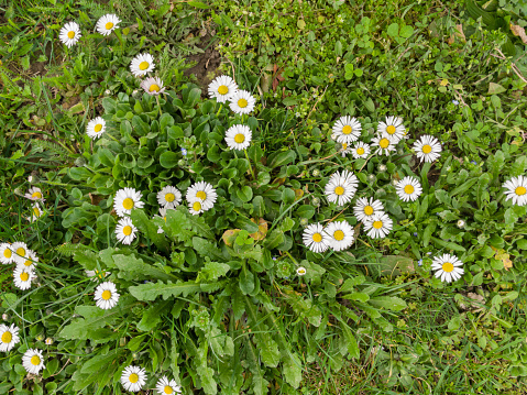 Green meadow with daisy flowers.