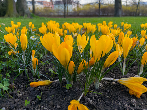 Young yellow crocuses bloom in the flowerbed in early spring.