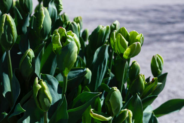 Tulip flowers