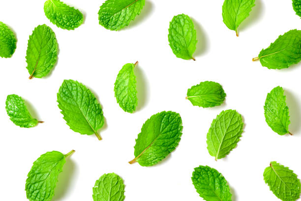 istock Mint leaf. Fresh mint on white background. Mint leaves isolated. herb and medicine concept 2060804451