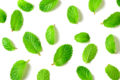 Mint leaf. Fresh mint on white background. Mint leaves isolated. herb and medicine background concept