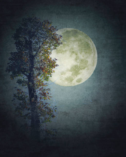 istock Fantasy Full Moon, Tall Tree, Dark Spooky Night - Atmospheric Mood 2060805500