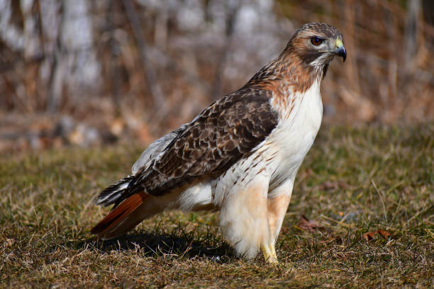 Red-tailed Hawk perching on branch. Close-up with amazing color and detail. He was chasing squirrels on this sunny morning.
