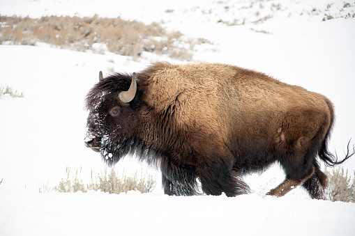 Bull Bison or buffalo marching through snow toward camera in Yellowstone Park of Wyoming in western USA of North America.