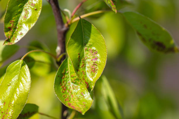 istock Disease on green pear leaves in nature 2060815704