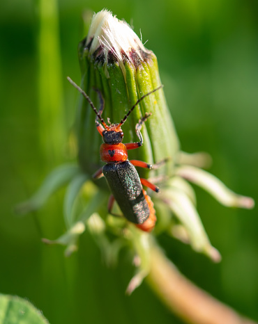 Beetle on a green plant in nature. Macro.