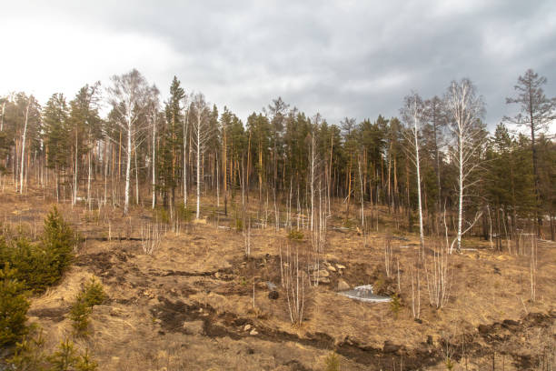 istock Birch forest in early spring. Early spring forest. Early spring forest. the first warm days 2060828433