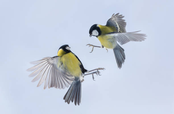 istock Two little birds are flying on sky background. Great tit 2060831110