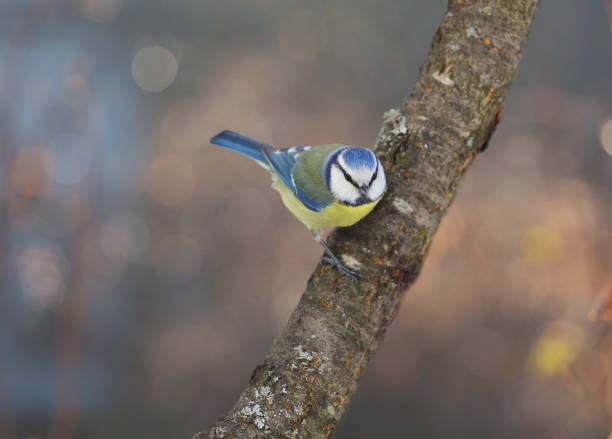 Blue Tit on a twig looking around on a bright winters day in England.