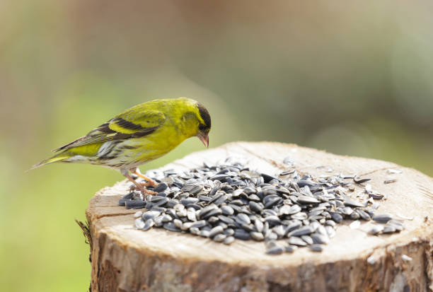 mały ptaszek karmiący nasiona słonecznika z karmnika dla ptaków.  czyż - czyżyk zdjęcia i obrazy z banku zdjęć
