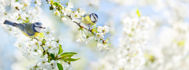 istock Two little birds perching on branch of blossom cherry tree. Blue tit. Parus caeruleus. Spring background 2060831658