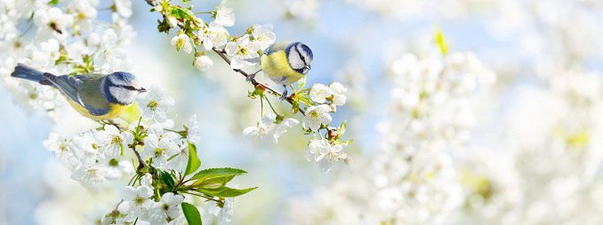 Close up of two little birds perching on branch of blossom cherry tree. Blue tit. Parus caeruleus. Spring background