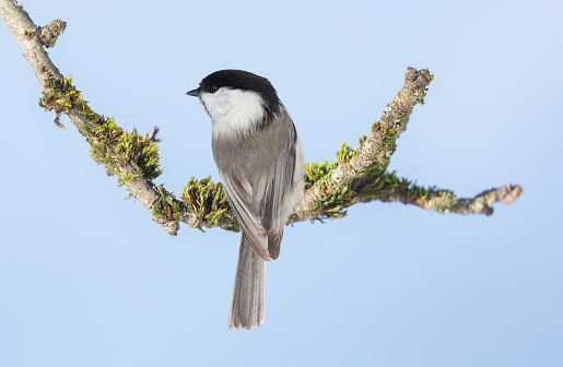 Close up of little bird perching on branch of tree on blue background. Black capped chickadee. Poecile atricapillus
