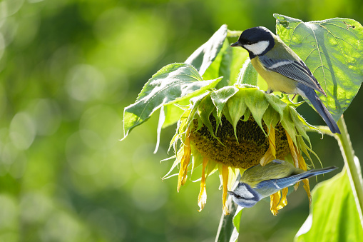 Two little birds feeding sunflower seeds from dry flower. Great tit and Blue tit. Summer time