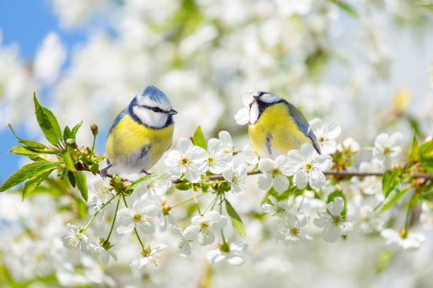 istock two little birds perching on branch of blossom cherry tree. Blue tit. Parus caeruleus. Spring background 2060831674