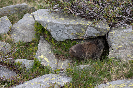 In the Swiss Alps during spring, a marmot peeks out of its burrow, soaking up the sunshine in the beautiful surroundings of alpine meadows. Andrea