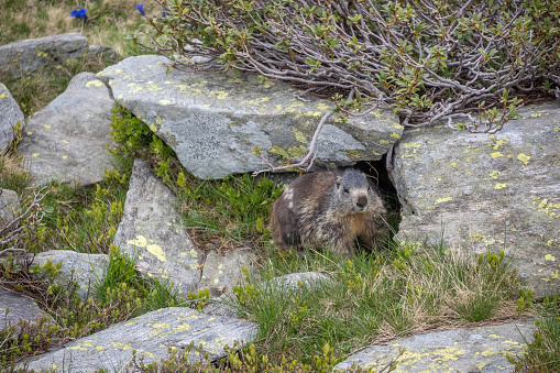 two prairie dogs in burrow