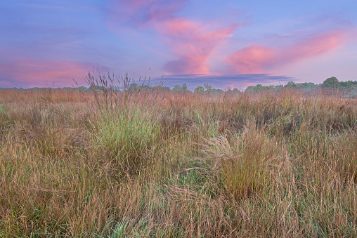 Summer landscape at dawn of tall grass prairie, Fort Custer State Park, Michigan, USA