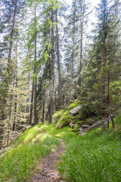 istock Trail in the pine forest in the Swiss Alps 2060843042