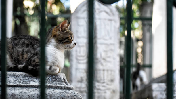 Stray cat resting in a cemetery in Istanbul, Turkey