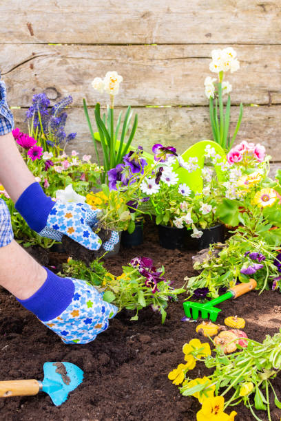 istock Gardener planting Viola in the ground 2060855377