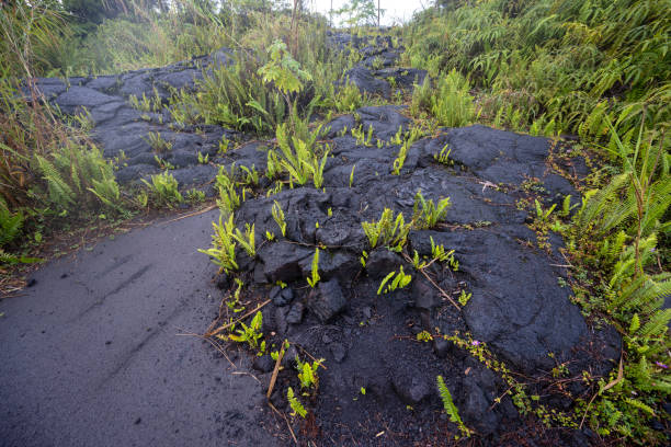 Fern sprouts on cooled volcanic lava on Big Island Hawaii