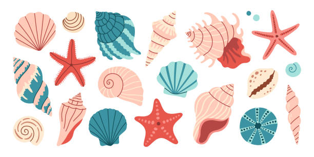 Sea shells set, mollusks, starfish. Trendy flat illustration of seashells collection isolated on white background for stickers, cards, scrapbooking Sea shells set, mollusks, starfish. Trendy flat illustration of seashells collection isolated on white background for stickers, cards, scrapbooking collection clam stock illustrations