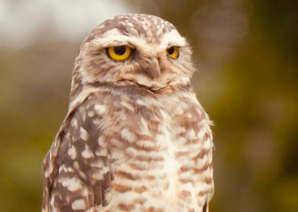 Brazilian owl picture warm filter