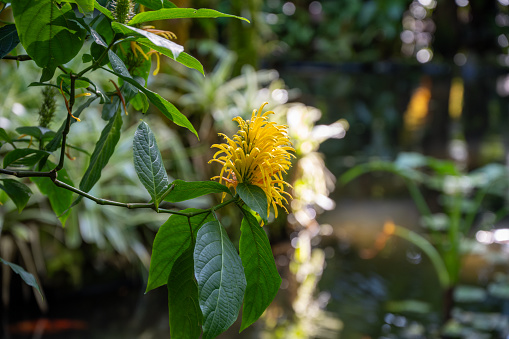 Justicia Aurea at the Big Island Botanical Garden, Hawaii