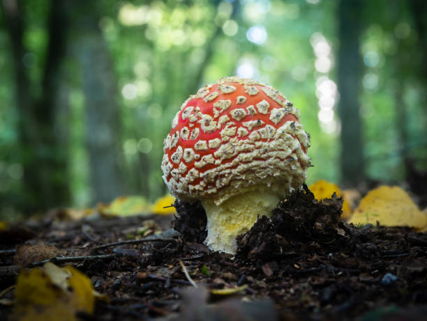 Mushroom stock photo