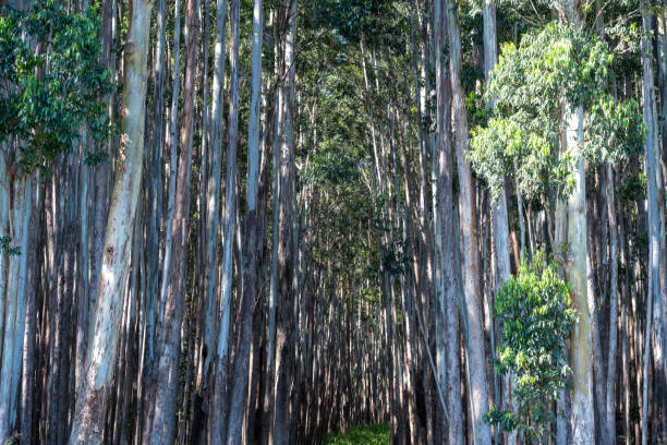 Forest of Eucalyptus Trees Along the Hamakua Coast, Big Island