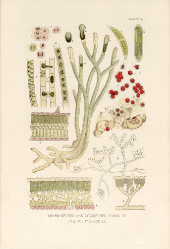 Very Rare, Beautifully Illustrated Antique Engraved Victorian Botanical Illustration of The Natural History of Plants, Swarm-Spores and Zygospores and Forms of Chlorophyll Bodies, Victorian Botanical Illustration published in 1897. Copyright has expired on this artwork. Digitally restored.