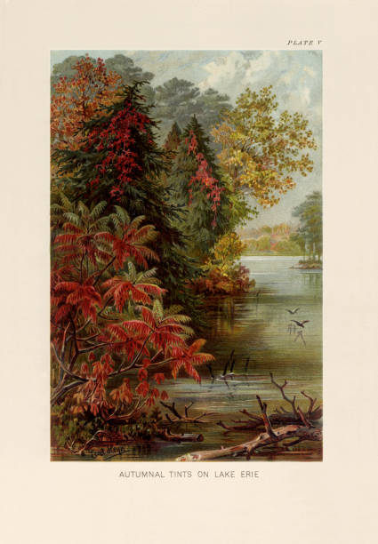stockillustraties, clipart, cartoons en iconen met natural history of plants, victorian botanical illustration, 1897
autumn tints on lake erie - staghorn sumac
