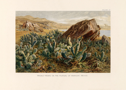 Very Rare, Beautifully Illustrated Antique Engraved Victorian Botanical Illustration of The Natural History of Plants, Prickly Pears on the Plateau of Anahuac, Victorian Botanical Illustration published in 1897. Copyright has expired on this artwork. Digitally restored.