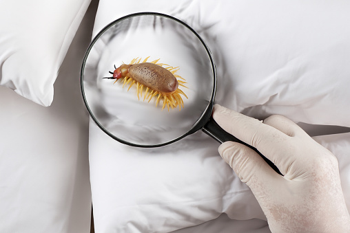 Bed bugs visible with a magnifying glass