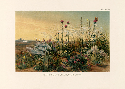 Very Rare, Beautifully Illustrated Antique Engraved Victorian Botanical Illustration of The Natural History of Plants, Feather Grass on a Russian Steppe, Victorian Botanical Illustration published in 1897. Copyright has expired on this artwork. Digitally restored.