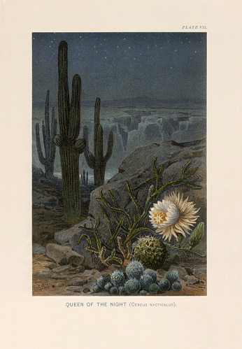 Very Rare, Beautifully Illustrated Antique Engraved Victorian Botanical Illustration of The Natural History of Plants, Queen of the Night (Cereus nycticalus), Victorian Botanical Illustration published in 1897. Copyright has expired on this artwork. Digitally restored.