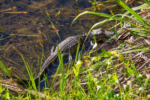 Alligator   Myakka River State Park Florida USA