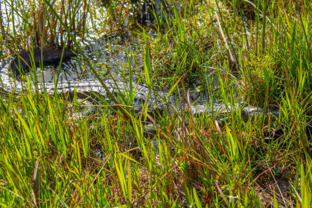 American Alligator sunbathing in river