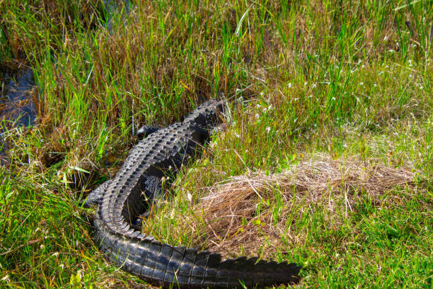 Alligator resting on bank of lake, showing full length of gator.