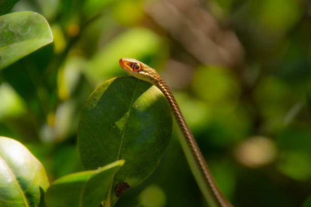 In the low-angle view, a student is attentively participating in an outdoor biology class, gently touching a python snake in a park.