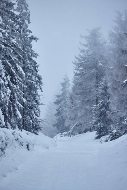 istock Path covered with snow through misty forest Germany, Harz National Park, Landscape in winter 2060923731