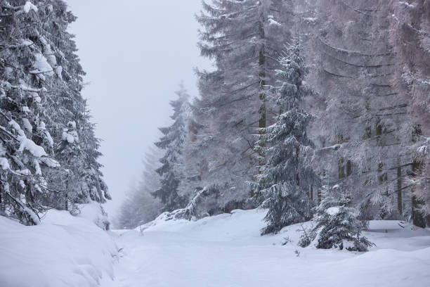 Path covered with snow through misty forest Germany, Harz National Park, Landscape in winter
