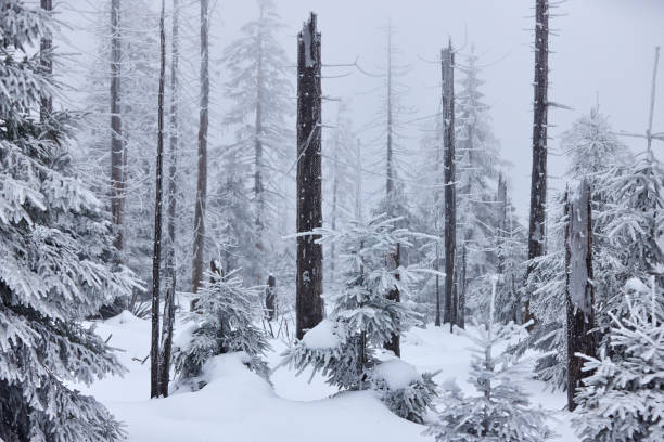 Snowy forest Germany, Harz National Park