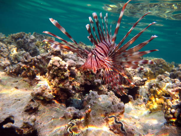 istock Lion Fish in the Red Sea. 2060925376