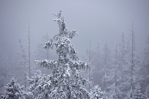 Treetops covered with snow in a misty forest Germany, Harz National Park, Landscape in winter